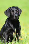 Labrador Retriever Welpe