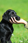 Labrador Retriever Welpe