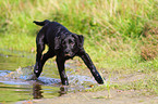 Labrador Retriever Welpe