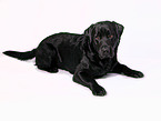 schwarzer Labrador Retriever