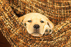 Labrador Retriever Welpe