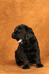 Labrador Retriever Welpe