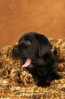 Labrador Retriever Welpe