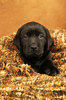 Labrador Retriever Welpe