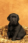 Labrador Retriever Welpe