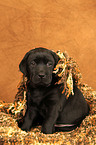 Labrador Retriever Welpe