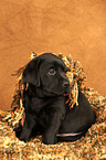 Labrador Retriever Welpe