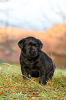 Labrador Retriever Welpe