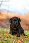 Labrador Retriever Welpe