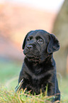 Labrador Retriever Welpe