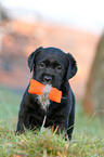 Labrador Retriever Welpe