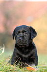 Labrador Retriever Welpe