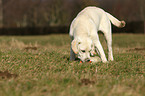 junger Labrador Retriever