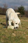 junger Labrador Retriever