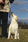 junger Labrador Retriever