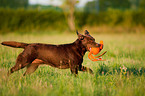 spielender Labrador Retriever