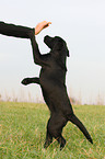 junger Labrador Retriever