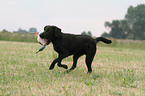 apportierender Labrador Retriever