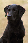 Labrador Retriever Portrait