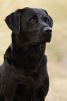 Labrador Retriever Portrait