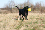 2 spielende Hunde