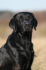 Labrador Retriever Portrait