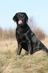 Labrador Retriever Portrait