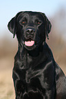 Labrador Retriever Portrait