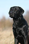 Labrador Retriever Portrait