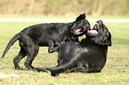 spielende Labrador Retriever