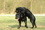 spielende Labrador Retriever