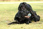 spielende Labrador Retriever