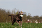 silberner Labrador