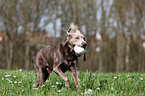 silberner Labrador