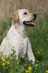 blonder Labrador