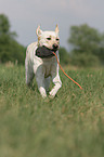 blonder Labrador