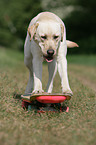 blonder Labrador