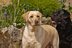 Labrador Retriever Portrait