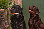 Labrador Retriever Portrait