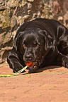 fressender Labrador Retriever