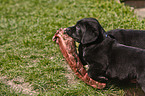 fressender Labrador Retriever Welpe