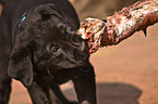 fressender Labrador Retriever Welpe