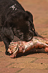 fressender Labrador Retriever Welpe