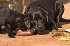 fressende Labrador Retriever