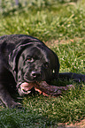 fressender Labrador Retriever Welpe