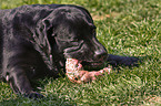 fressender Labrador Retriever Welpe