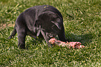 fressender Labrador Retriever Welpe