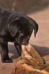 fressender Labrador Retriever Welpe