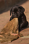 fressender Labrador Retriever Welpe