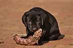 fressender Labrador Retriever Welpe